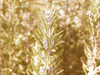 Image showing Retro looking Rosemary