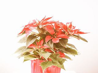 Image showing Retro looking Poinsettia