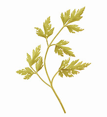 Image showing Retro looking Parsley aka cilantro isolated