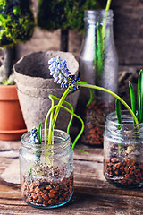 Image showing Blooming Muscari coeruleum