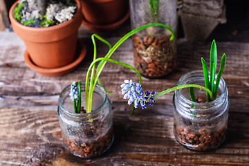 Image showing Blooming Muscari coeruleum