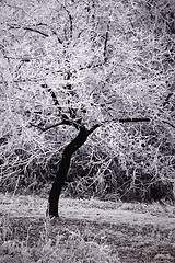 Image showing Winter tree