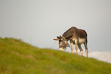 Image showing Grazing Donkey