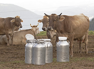 Image showing Milk