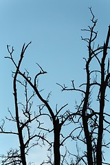 Image showing Bare trees