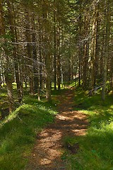 Image showing Forest walking route