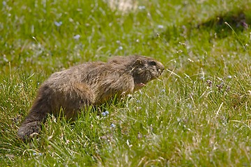 Image showing Marmot in it\'s hole