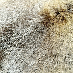 Image showing Natural fur background