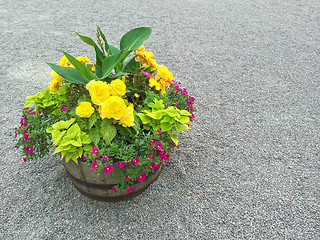 Image showing Colorful flowers in a wooden barrel