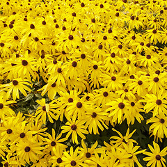 Image showing Sunny Rudbeckia flowers