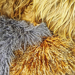 Image showing Assortment of sheepskin of different colors