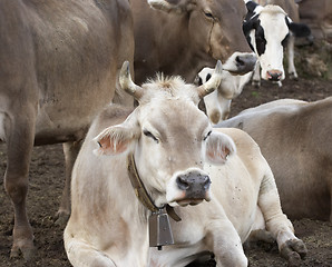 Image showing Cow