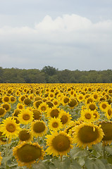 Image showing Sunflowers