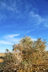 Image showing bush in the  desert  africa dune