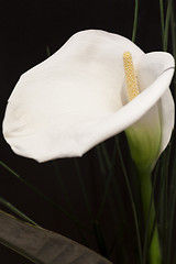 Image showing White Calla Lili in front of black Background macro Detail