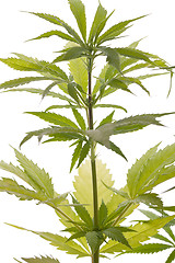 Image showing Fresh Marijuana Plant Leaves on White Background