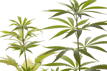 Image showing Fresh Marijuana Plant Leaves on White Background
