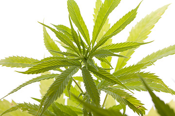 Image showing Fresh Marijuana Plant Leaves on White Background