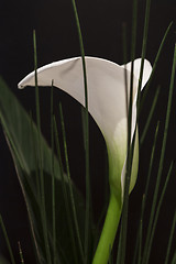 Image showing White Calla Lili in front of black Background macro Detail