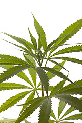 Image showing Fresh Marijuana Plant Leaves on White Background