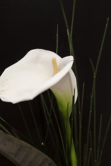 Image showing White Calla Lili in front of black Background macro Detail