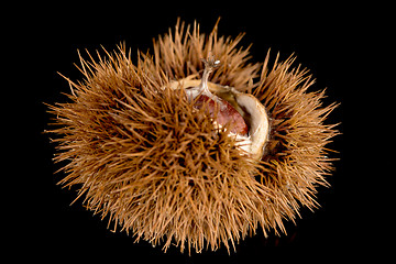 Image showing Chestnuts on a black reflective background