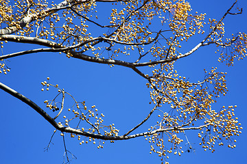 Image showing yellow flower in the  