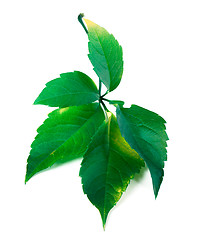 Image showing Green virginia creeper leaf 