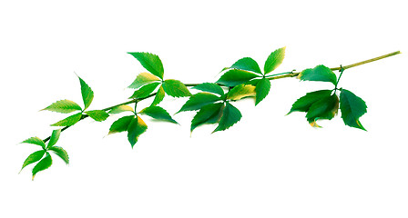 Image showing Green twig of grapes leaves (Parthenocissus quinquefolia foliage