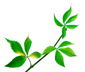 Image showing Green twig of grapes leaves (Parthenocissus quinquefolia foliage