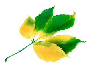 Image showing Multicolor grapes leaf on white background