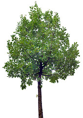 Image showing Oak Tree Cutout