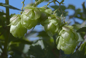 Image showing Wild Hop Branch