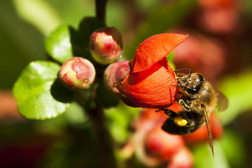 Image showing japanese quince and a honeybee