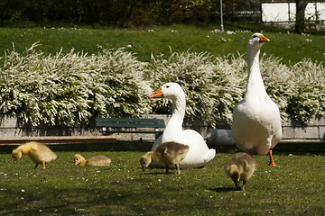 Image showing geese family