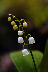 Image showing lily of the valley