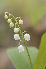 Image showing lily of the valley