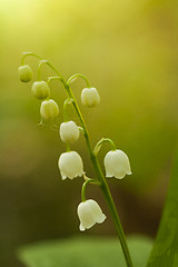 Image showing lily of the valley