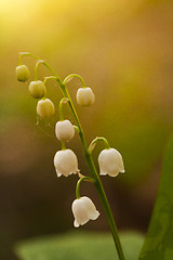 Image showing lily of the valley