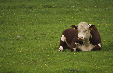 Image showing hereford bull