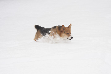 Image showing playing in snow