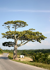 Image showing Tree near road