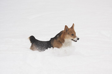 Image showing running in snow
