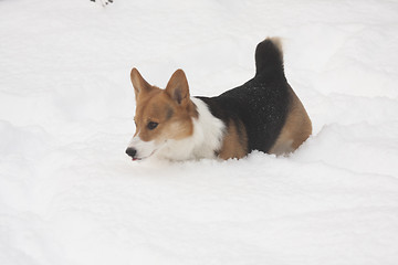 Image showing lots of snow