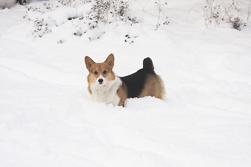 Image showing dog in snow