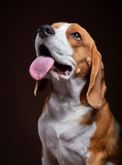 Image showing Portrait of young beagle dog