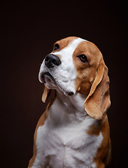 Image showing Portrait of young beagle dog