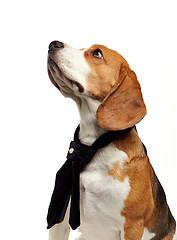 Image showing portrait of young beagle dog