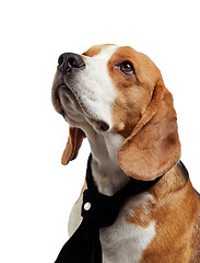 Image showing portrait of young beagle dog