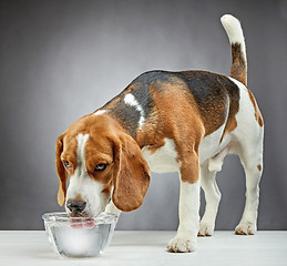 Image showing Beagle dog drinks water